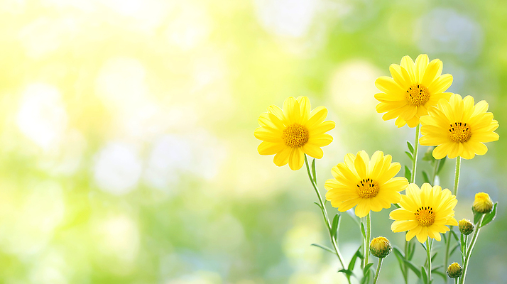 JPG 식물 편집이미지 공원 꽃잎 꽃다발 백그라운드 자연 생명 초원 여름 햇빛 평화 성장 화사함 뷰티풀 편집실사 AI포토 AI콘텐츠 계절 공공시설 꽃 컨셉 태양 CG 생태계 파일형식