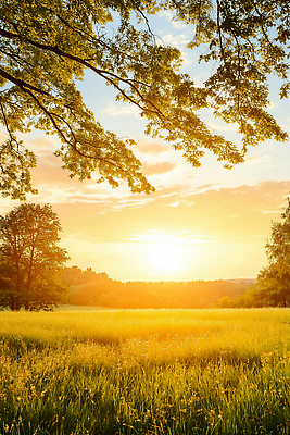 JPG 나무 편집이미지 감정 자연 하늘 휴식 풍경 초원 야외 초록색 여름 햇빛 고요 일몰 금색 저녁 그늘 조화 뷰티풀 산들바람 평원 편집실사 AI포토 AI콘텐츠 식물 계절 컬러 컨셉 바람 태양 노을 야간 CG 생태계 파일형식