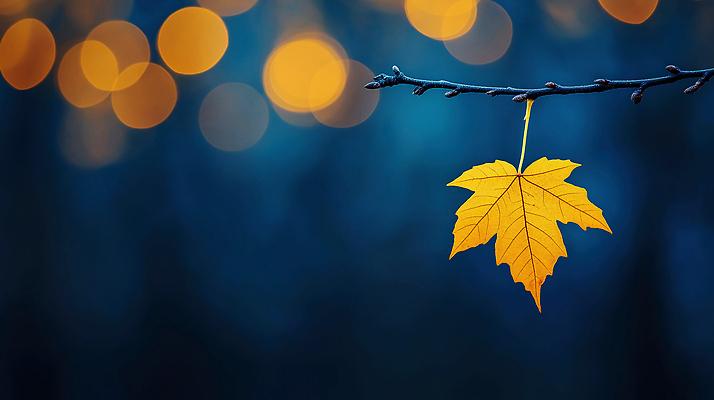 JPG 나무 편집이미지 계절 백그라운드 단풍 잎 자연 풍경 빛 노란색 고요 가을 물방울 나뭇가지 심플 감성 조화 뷰티풀 이국적 편집실사 AI포토 AI콘텐츠 식물 컬러 컨셉 CG 생태계 파일형식