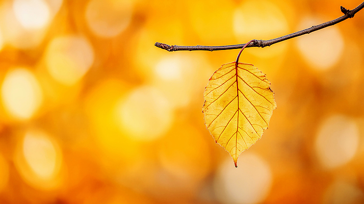JPG 편집이미지 계절 열매 컬러 백그라운드 잎 자연 나뭇잎 따뜻함 풍경 빛 노란색 가을 나뭇가지 질감 부드러움 온도 뷰티풀 편집실사 AI포토 AI콘텐츠 나무 식물 감각 CG 생태계 파일형식