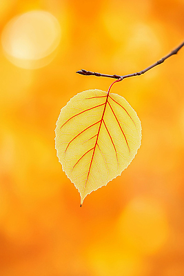 JPG 나무 식물 편집이미지 계절 컬러 백그라운드 단풍 자연 생명 가지 나뭇잎 일상 빛 햇빛 노란색 가을 변화 흘림 뷰티풀 편집실사 AI포토 AI콘텐츠 컨셉 잎 채소 모션 라이프 태양 CG 생태계 파일형식