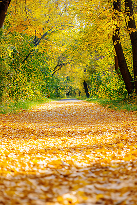 JPG 나무 편집이미지 감정 길 여유 컬러 단풍 잎 자연 바닥 풍경 햇빛 노란색 평화 소리 산책 가을 숲 뷰티풀 편집실사 AI포토 AI콘텐츠 식물 계절 컨셉 휴식 태양 CG 생태계 파일형식