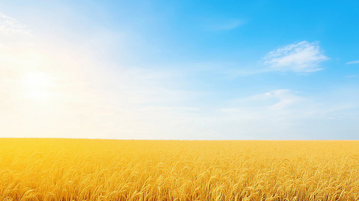 JPG 식물 편집이미지 농업 자연 바람 풍경 초원 여름 파란색 농작물 햇빛 일출 환경 일몰 수확 농촌 생태계 밀밭 뷰티풀 편집실사 AI포토 AI콘텐츠 자연요소 계절 산업 컬러 밭 날씨 태양 노을 시골 밀 CG 파일형식