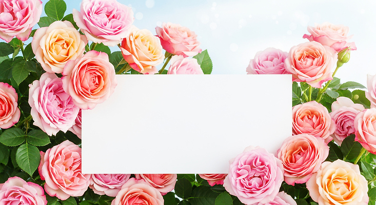 JPG 편집이미지 꽃 화초 컬러 꽃다발 자연 선물 장식 여름 정원 공백 메시지 조화 뷰티풀 편집실사 AI포토 AI콘텐츠 식물 계절 CG 생태계 파일형식