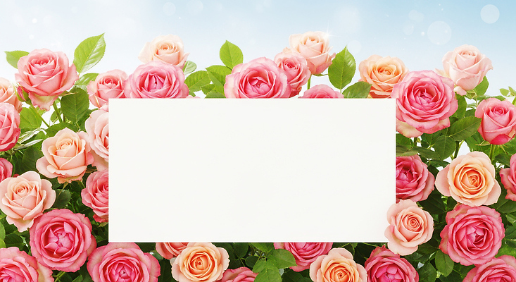 JPG 편집이미지 디자인 꽃 컬러 백그라운드 자연 결혼식 프레임 장식 햇빛 장미 축하 화사함 뷰티풀 편집실사 AI포토 AI콘텐츠 식물 결혼 컨셉 태양 CG 생태계 파일형식