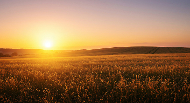 JPG 편집이미지 여유 농업 자연 아침 바람 풍경 초원 농작물 햇빛 농경지 평화 일출 고요 밀밭 편집실사 AI포토 AI콘텐츠 주간 자연요소 감정 산업 컨셉 밭 날씨 태양 농장 노을 밀 CG 생태계 파일형식