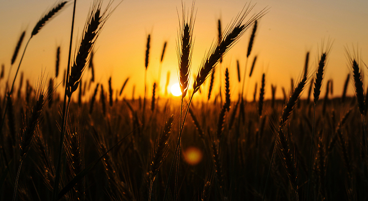 JPG 편집이미지 농업 자연 바람 풍경 농작물 햇빛 태양 고요 일몰 시골 저녁 밀 밀밭 편집실사 AI포토 AI콘텐츠 자연요소 산업 밭 날씨 곡류 노을 야간 CG 생태계 파일형식