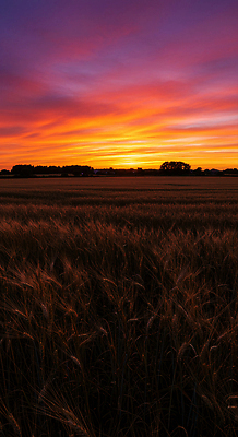 JPG 편집이미지 자연 하늘 풍경 초원 농작물 태양 평화 노을 보라색 주황색 고요 일몰 저녁 뷰티풀 편집실사 AI포토 AI콘텐츠 자연요소 컬러 컨셉 농업 야간 CG 생태계 파일형식