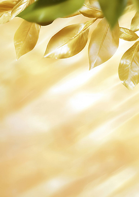 JPG 식물 편집이미지 백그라운드 잎 자연 장식 빛 노란색 고요 화사함 조화 뷰티풀 편집실사 AI컴퓨터그래픽 AI콘텐츠 컬러 컨셉 CG 생태계 파일형식