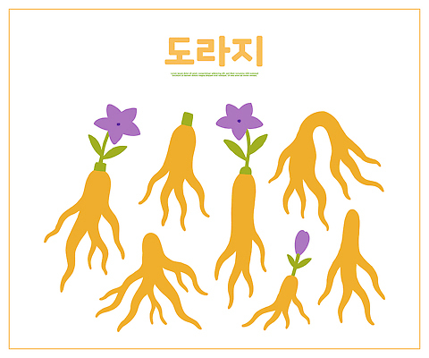 모양 식물 전통 사계절 꽃 문화 예술 컬러 일러스트 자연 뿌리채소 한국 건강 약재 생태계 뿌리 건강식품 도라지 국내일러스트 AI파일 계절 아시아 음식 채소 약 파일형식 벡터