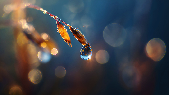 JPG 식물 편집이미지 백그라운드 잎 자연 아침 빛 촉촉함 물방울 풀 이슬 뷰티풀 색감 전경 편집실사 AI포토 AI콘텐츠 주간 풍경 젖음 CG 생태계 파일형식 탑뷰