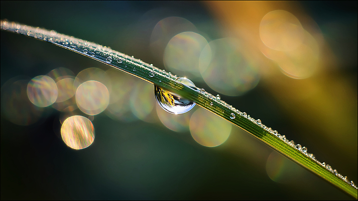 JPG 식물 편집이미지 컬러 자연 아침 풍경 초록색 여름 빛 반사 촬영 물방울 풀잎 이슬 뷰티풀 편집실사 AI포토 AI콘텐츠 주간 계절 잎 풀_식물 CG 생태계 파일형식