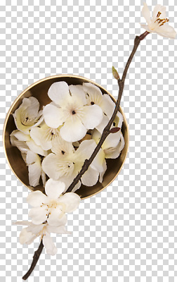 식물 편집이미지 디자인 꽃 화초 꽃다발 자연 생명 가지 장식 정원 우아함 PNG 뷰티풀 컨셉 채소 생태계 파일형식