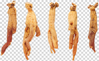 식물 편집이미지 자연 건조 건강 갈색 약재 인삼 한약 뿌리 PNG 영양소 컬러 약 삼 생태계 파일형식
