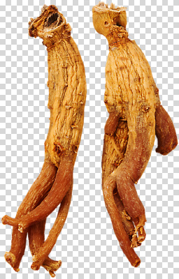 식물 편집이미지 전통 자연 한국 건강 한의학 한약재 호흡기관 인삼 약초 뿌리 천연 PNG 면역력 영양군 아시아 의학 약재 장기_의학 풀_식물 삼 경상북도 생태계 파일형식