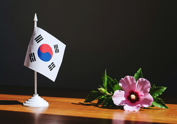 JPG 식물 편집이미지 한국문화 꽃 상징 백그라운드 자연 탁자 한국 고요 국기 오브젝트 무궁화 조화 뷰티풀 편집실사 AI포토 AI콘텐츠 동양문화 아시아 가구 CG 생태계 파일형식