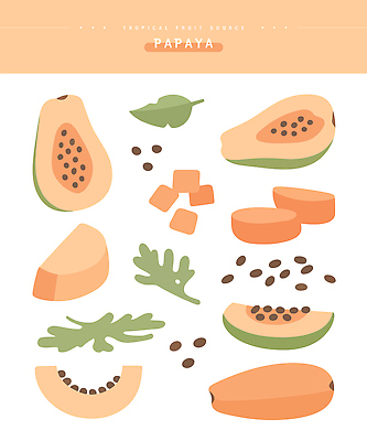 모양 디자인 음식 컬러 조각 잎 다이어트 과일 일러스트 자연 건강 씨앗 초록색 주황색 샐러드 신선 열대과일 비타민 파파야 국내일러스트 AI파일 식물 생태계 영양소 파일형식 벡터