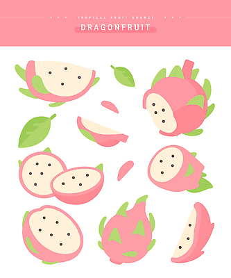 식물 분홍색 컬러 다이어트 일러스트 자연 에너지 껍질 맛 열대과일 비타민 건강식 용과 과육 과일조각 먹거리 국내일러스트 AI파일 음식 조각 컨셉 과일 건강 생태계 영양소 파일형식 벡터
