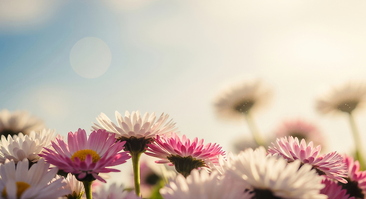 JPG 식물 편집이미지 꽃 컬러 자연 하늘 생명 국화 풍경 햇빛 정원 봄 만개 뷰티풀 생동감 편집실사 AI포토 AI콘텐츠 계절 태양 CG 생태계 파일형식