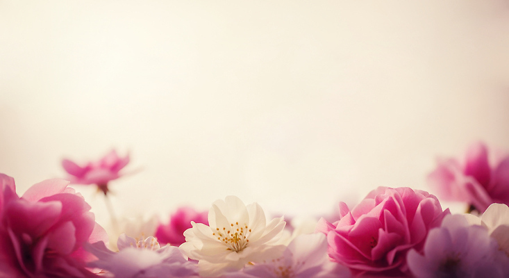 JPG 식물 편집이미지 계절 꽃잎 꽃 컬러 자연 생명 풍경 정원 봄 향기 화사함 조화 만개 뷰티풀 편집실사 AI포토 AI콘텐츠 컨셉 CG 생태계 냄새 파일형식