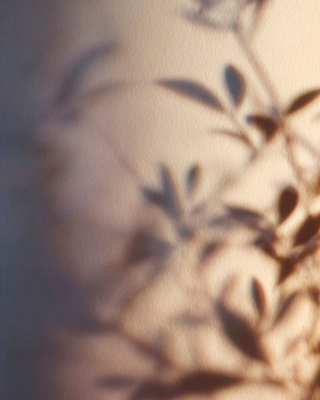 JPG 편집이미지 잎 자연 아침 집안 조명 실내 그림자 풍경 장식 빛 평화 고요 공간 편안함 편집실사 AI포토 AI콘텐츠 주간 식물 컨셉 내부 감각 CG 생태계 파일형식