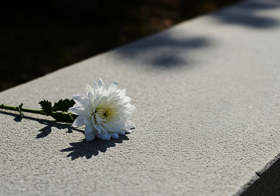 JPG 편집이미지 꽃 감정 자연 국화 사랑 햇빛 평화 공간 슬픔 흰색 무덤 추억 그늘 고인 추모 편집실사 AI포토 AI콘텐츠 식물 컬러 컨셉 태양 CG 생태계 파일형식