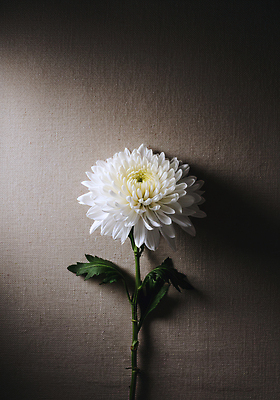 JPG 식물 편집이미지 꽃 화초 백그라운드 자연 조명 국화 장식 정원 흰색 신선 우아함 식물원 뷰티풀 편집실사 AI포토 AI콘텐츠 컬러 컨셉 CG 생태계 파일형식