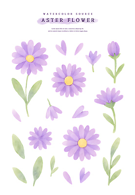 모양 PSD 식물 디자인 꽃잎 꽃 예술 컬러 잎 일러스트 자연 생명 수채화 국화 보라색 그림 뷰티풀 창의성 국내일러스트 생태계 파일형식