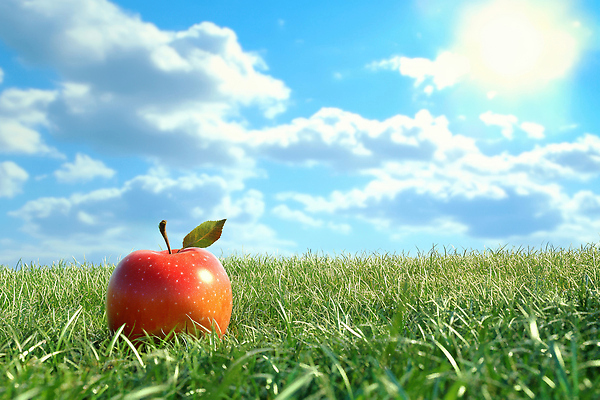 JPG 구름 편집이미지 사계절 컬러 과일 자연 하늘 풍경 초원 여름 햇빛 농장 신선 사과 편집실사 AI컴퓨터그래픽 AI콘텐츠 자연요소 계절 농업 태양 CG 생태계 파일형식