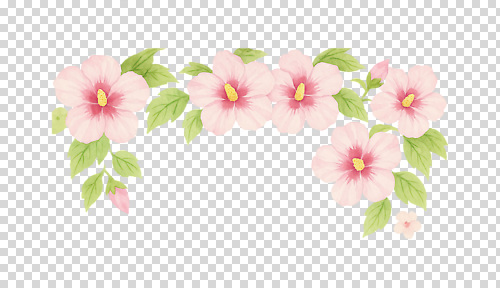 식물 컬러 무늬 감각 생태계 파일형식 분홍색 Hibiscus 꽃 잎 자연 백그라운드 장식 뷰티풀 풍경 조화 편안함 디자인 그래픽 추상 편집이미지 PNG