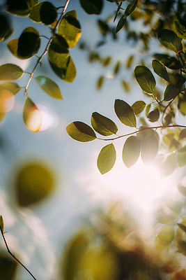 JPG 나무 식물 편집이미지 공원 자연 생명 가지 휴식 나뭇잎 여름 햇빛 환경 광선 조화 편집실사 AI포토 AI콘텐츠 계절 공공시설 컨셉 잎 채소 태양 CG 생태계 파일형식