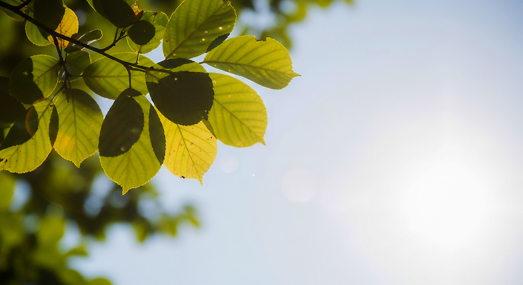 JPG 식물 편집이미지 자연 하늘 생명 나뭇잎 밝음 풍경 초록색 여름 햇빛 환경 성장 편집실사 AI포토 AI콘텐츠 계절 컬러 잎 태양 CG 생태계 파일형식