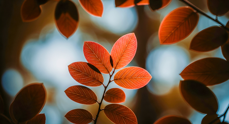 JPG 식물 편집이미지 계절 자연 나뭇잎 풍경 빨간색 빛 촬영 주황색 성장 가을 관찰 숲 뷰티풀 색감 편집실사 AI포토 AI콘텐츠 컬러 잎 모션 CG 생태계 파일형식