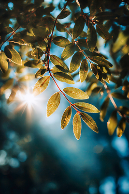JPG 나무 식물 편집이미지 잎 자연 나뭇잎 초록색 빛 반짝임 햇빛 환경 숲 생태계 조화 뷰티풀 오후 편집실사 AI포토 AI콘텐츠 컬러 모션 태양 CG 파일형식