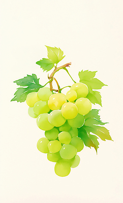 JPG 음료 잎 과일 일러스트 자연 포도 가지 디저트 건강 초록색 여름 농장 수확 맛 청포도 건강식품 비타민 과일샐러드 국내일러스트 AI일러스트 AI콘텐츠 영양군 식물 계절 음식 컬러 컨셉 농업 채소 샐러드 경상북도 생태계 영양소 파일형식