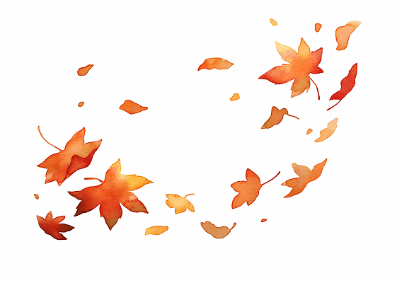 JPG 식물 계절 컬러 단풍 잎 일러스트 자연 생명 바람 풍경 빨간색 주황색 흐름 가을 변화 떨어짐 감성 뷰티풀 국내일러스트 AI일러스트 AI콘텐츠 자연요소 컨셉 날씨 생태계 파일형식