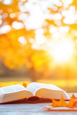 JPG 편집이미지 여유 낙엽 잎 자연 따뜻함 풍경 책 독서 햇빛 평화 가을 시간 소음 뷰티풀 편집실사 AI포토 AI콘텐츠 식물 계절 감정 컨셉 태양 소리 CG 생태계 파일형식