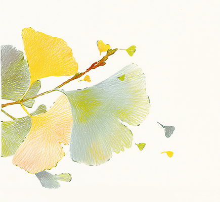 JPG 식물 예술 선 일러스트 자연 생명 미술 장식 가을 표현 우아함 생태계 은행잎 감성 조화 채색 뷰티풀 색감 국내일러스트 AI일러스트 AI콘텐츠 계절 컨셉 잎 문화예술 파일형식