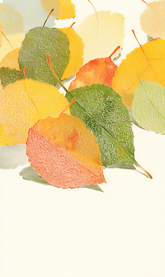 JPG 식물 계절 컬러 나비 백그라운드 단풍 잎 일러스트 자연 생명 나뭇잎 미술 풍경 가을 물방울 그림 조화 뷰티풀 유화 국내일러스트 AI일러스트 AI콘텐츠 곤충 문화예술 생태계 파일형식