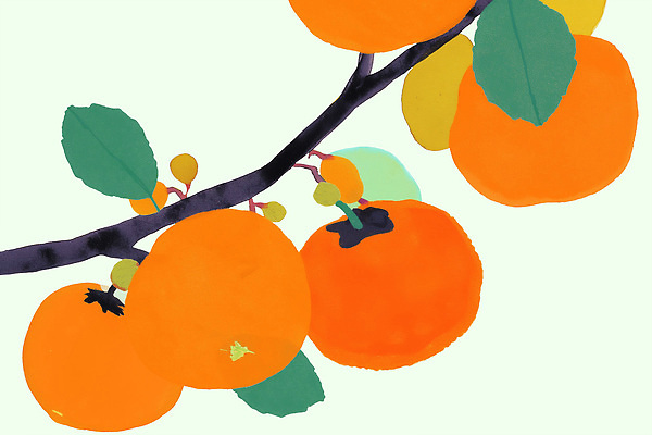 PSD 나무 식물 계절 열매 컬러 잎 과일 일러스트 자연 가지 귤 감 주황색 수확 과수원 과일나무 유기농 상큼 수경재배 국내일러스트 웰빙 농업 채소 생태계 파일형식