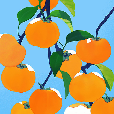 PSD 나무 식물 계절 컬러 잎 과일 일러스트 자연 하늘 귤 감 일상 농장 수확 시골 신선 과수원 과일나무 생태계 청록색 국내일러스트 농업 라이프 파일형식