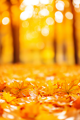 JPG 나무 그릇 길 컬러 단풍 잎 일러스트 자연 나뭇잎 바닥 풍경 햇빛 평화 소리 고요 가을 숲 뷰티풀 국내일러스트 AI일러스트 AI콘텐츠 식물 식기 계절 컨셉 태양 생태계 파일형식