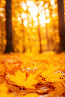 JPG 나무 감정 단풍 일러스트 자연 휴식 풍경 햇빛 크리스마스트리 평화 일출 산책 가을 숲 조용 방문 뷰티풀 경관 국내일러스트 AI일러스트 AI콘텐츠 식물 계절 컨셉 잎 크리스마스 태양 노을 생태계 파일형식