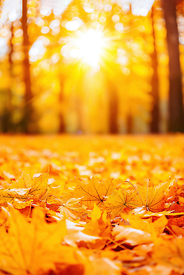 JPG 나무 계절 감정 단풍 일러스트 자연 나뭇잎 바닥 따뜻함 풍경 햇빛 산책 금색 가을 변화 숲 조용 뷰티풀 흙길 국내일러스트 AI일러스트 AI콘텐츠 식물 길 컬러 컨셉 잎 휴식 태양 흙 생태계 파일형식