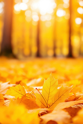 JPG 나무 계절 컬러 단풍 잎 일러스트 자연 생명 풍경 햇빛 노란색 쌓기 고요 산책 가을 변화 떨어짐 숲 오후 국내일러스트 AI일러스트 AI콘텐츠 식물 컨셉 모션 휴식 태양 생태계 파일형식