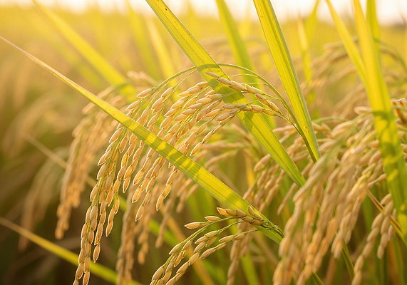 JPG 식물 편집이미지 계절 농업 자연 초원 햇빛 수확 성장 벼 가을 농촌 이삭 논밭 편집실사 AI포토 AI콘텐츠 산업 밭 곡류 논 태양 시골 CG 생태계 파일형식