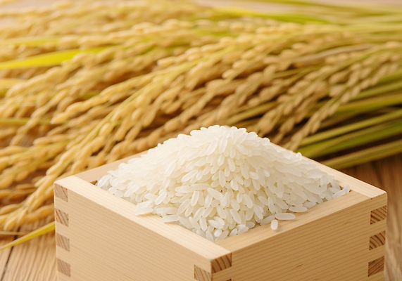 JPG 편집이미지 전통 음식 농업 자연 곡류 논 건강 풍경 농작물 농장 농사 수확 쌀 편집실사 AI포토 AI콘텐츠 산업 CG 생태계 파일형식