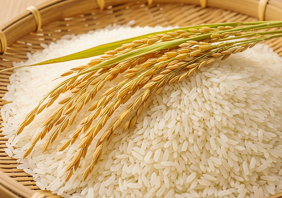 JPG 편집이미지 전통 열매 음식 농업 자연 한국 건강 농작물 수확 벼 쌀 쌀밥 벼이삭 풍요 편집실사 AI포토 AI콘텐츠 식물 산업 아시아 컨셉 밥 곡류 CG 생태계 이삭 파일형식