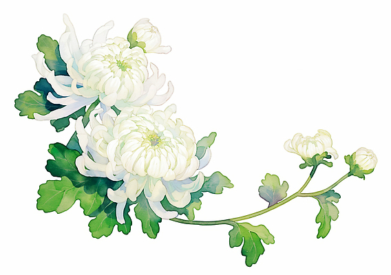 JPG 식물 꽃잎 잎 일러스트 자연 국화 여름 정원 들꽃 원예 식물원 조화 뷰티풀 색감 국내일러스트 AI일러스트 AI콘텐츠 계절 꽃 취미 생태계 파일형식