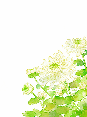 JPG 식물 꽃 화초 잎 일러스트 자연 생명 국화 종류 장식 정원 흰색 향기 화사함 조화 뷰티풀 생동감 경관 국내일러스트 AI일러스트 AI콘텐츠 컬러 컨셉 풍경 생태계 냄새 파일형식